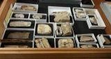 Fossils from Camden Road 1840s